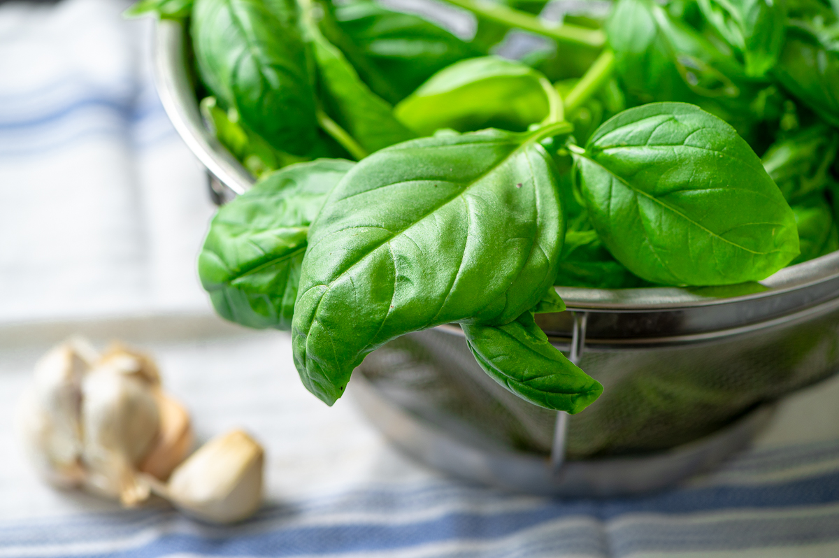 Fresh basil in a colander with some garlic cloves on a towel.